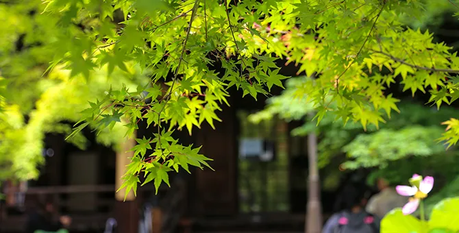 신록·파랑 모미지 순회